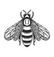 bee in engraving style on white background design vector image vector image