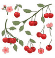 set of branches and berries of cherry isolated vector image