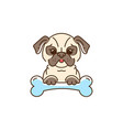 cartoon pug cute dog with a bone bulldog vector image vector image