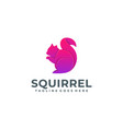 squirrel design concept template vector image