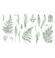 fern realistic collection hand drawn sprouts vector image