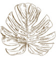 engraving drawing of monstera leaf vector image vector image