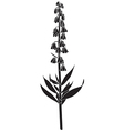 fritillaria persica vector image