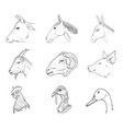 set sketch farm animals heads vector image