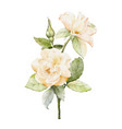 watercolor of yellowish orange rose bouquet vector image vector image