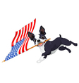 boston terrier running flag vector image vector image