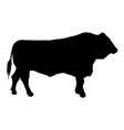 standing adult bull silhouette vector image