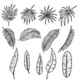 set of tropical leaves design element vector image