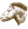 engraving of przewalskis horse head vector image vector image