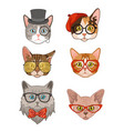 hipster cat funny cats avatar with hats vector image vector image