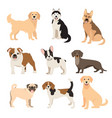 flat style dogs collection cartoon breeds vector image