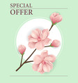 special offer poster design with pink blooming vector image