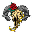 sheep skull and baroque with rose for tattoo vector image vector image
