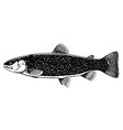 lake trout fish black and white vector image vector image