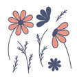chamomile daisy in different angles vector image