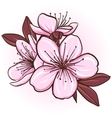 cherry blossom vector image vector image