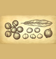 ink sketch of macadamia vector image vector image
