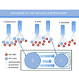 infographics influence of age on muscle motor vector image