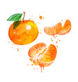 watercolor mandarin vector image