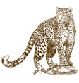 engraving drawing of leopard vector image vector image