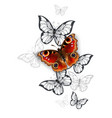 peacock butterfly flight vector image