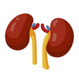 kidney icon health and human medical care vector image vector image