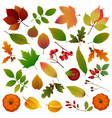 set leaves and berries vector image