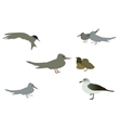 set of seabird seagull isolated on white vector image vector image