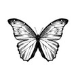 hand drawn blue morpho butterfly vector image vector image