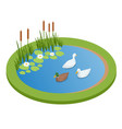 isometric lake with ducks isolated on wrhite city vector image
