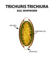 Egg whipworm trichuris infographics Royalty Free Vector