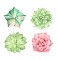 set of cactus watercolor vector image