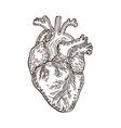 vintage engraved human heart vector image