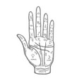 palm with image lines and signs vector image