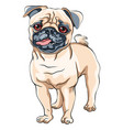 cute dog pug breed vector image