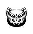 angry flashy cat outline clipart vector image vector image