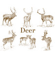 nature objects vintage engraving hand drawn vector image vector image