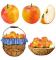 watercolor hand drawn realistic apples vector image vector image