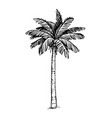 coconut palm tree vector image