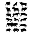 bulls animal silhouette vector image