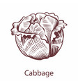 cabbage icon detailed organic vegetarian product vector image