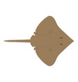 dipturus batis - common skate - dorsal view - flat vector image vector image