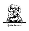 golden retriever peeking dog - head isolated vector image
