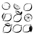 set of lemons and lime symbols in sketch style vector image