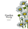 daisy flower border drawing hand drawn vector image vector image