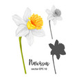 daffodil narcissus flower set vector image vector image