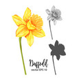 daffodil narcissus flower set vector image