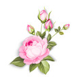 blooming rose vector image