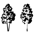trees birch and symbolic silhouette vector image