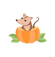 cute opossum sitting in pumpkin adorable wild vector image vector image